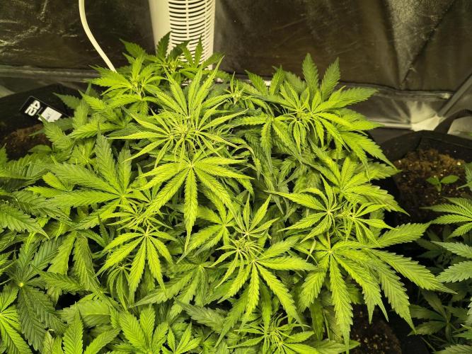 PM Auto. Week 6