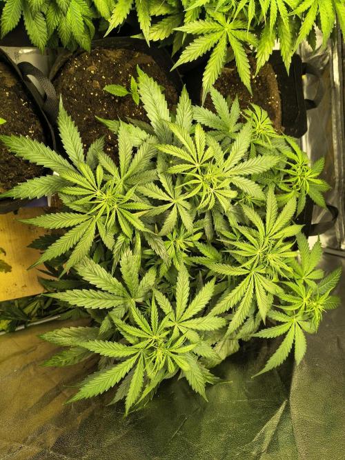 PM Auto. Week 6