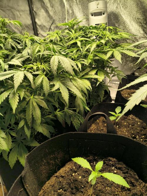 PM Auto. Week 6