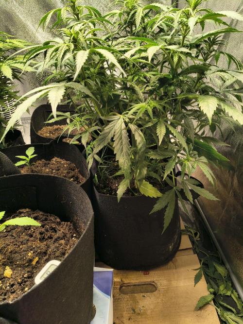 PM Auto. Week 6