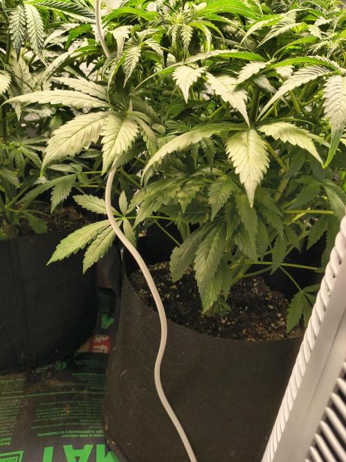 PM Auto. Week 6