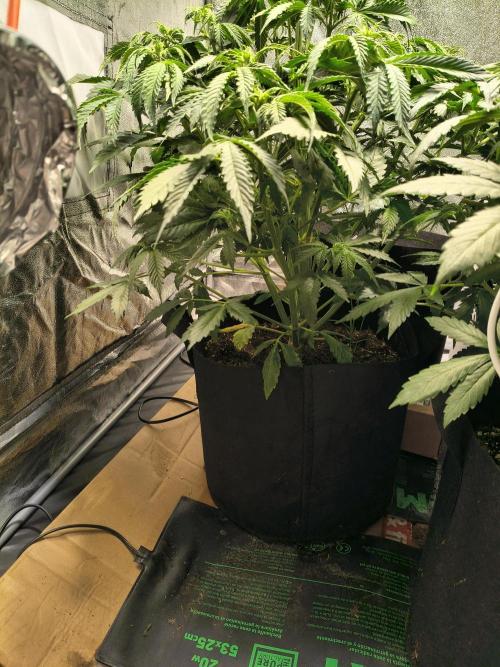 PM Auto. Week 6