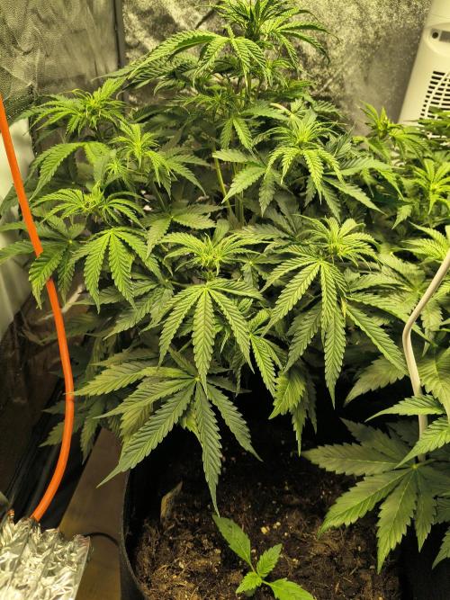 PM Auto. Week 6