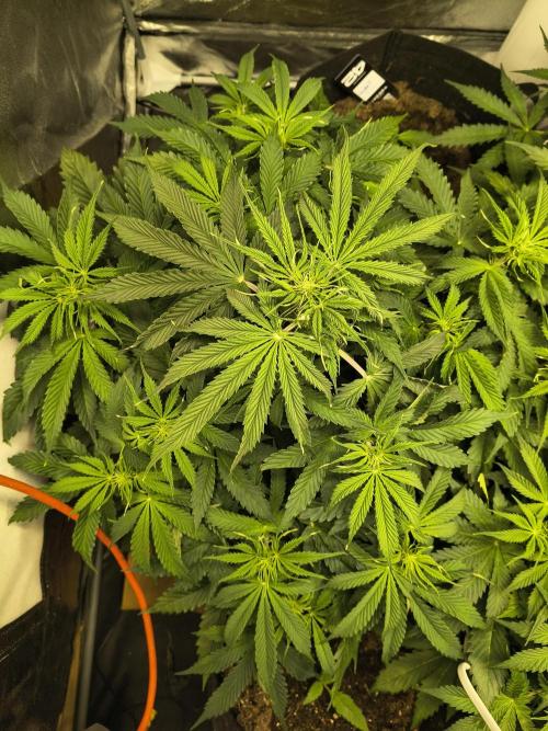 PM Auto. Week 6