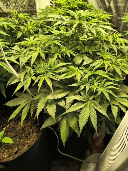 PM Auto. Week 6