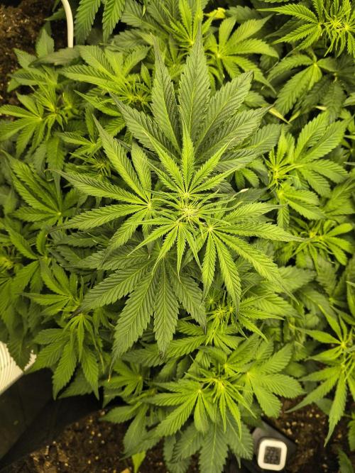 PM Auto. Week 6