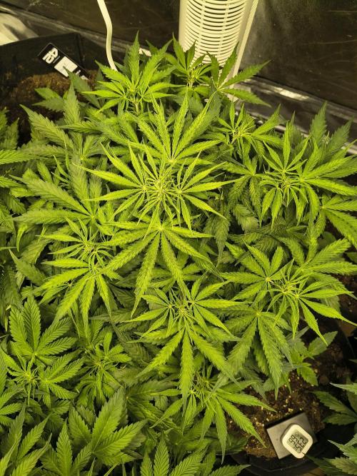 PM Auto. Week 6