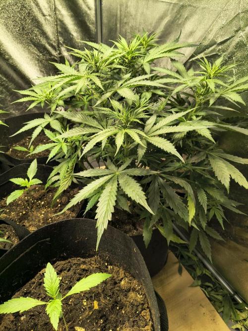 PM Auto. Week 6
