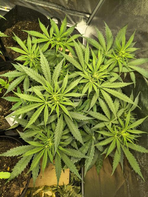PM Auto. Week 6