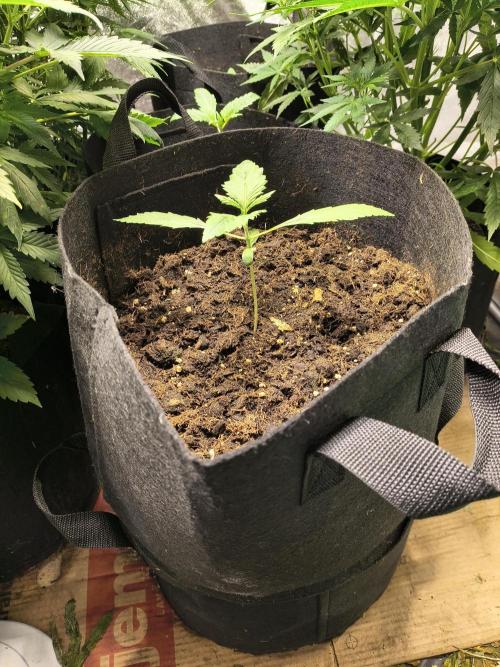 Banana Purple Punch , Gelato. Week 2