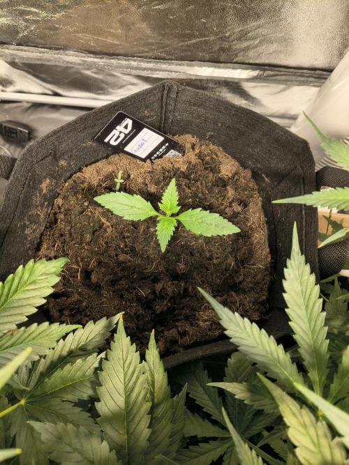 Banana Purple Punch , Gelato. Week 2