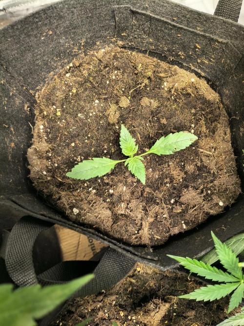 Banana Purple Punch , Gelato. Week 2