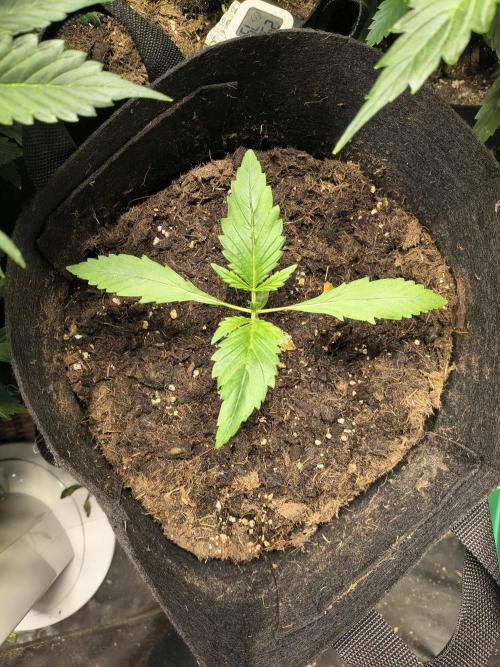 Banana Purple Punch , Gelato. Week 2