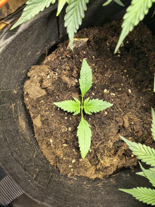 Banana Purple Punch , Gelato. Week 2