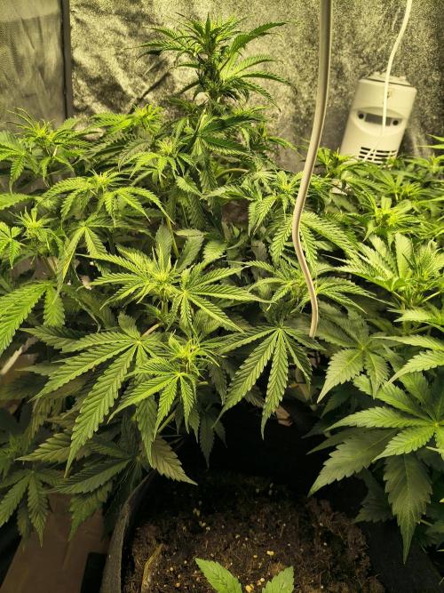 PM Auto. Week 6