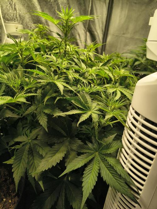 PM Auto. Week 6