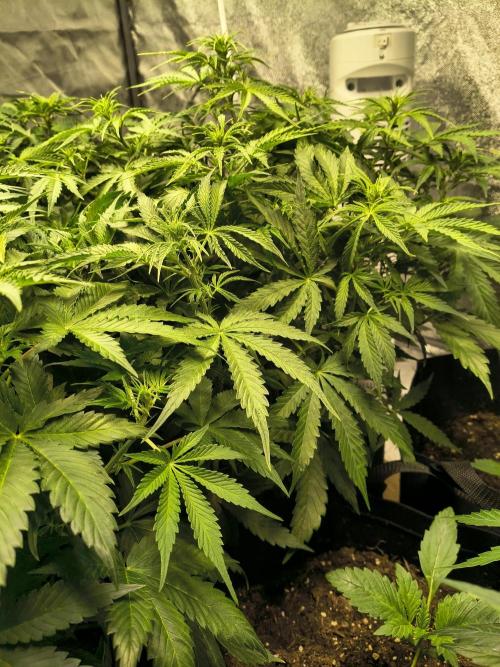 PM Auto. Week 6