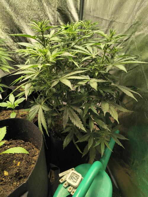 PM Auto. Week 6