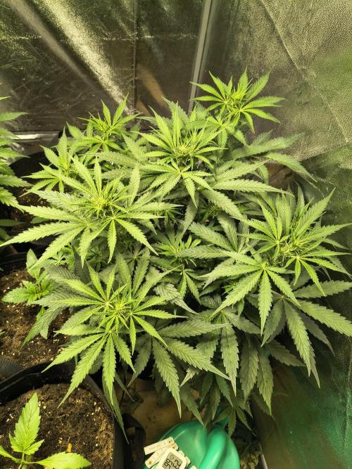 PM Auto. Week 6