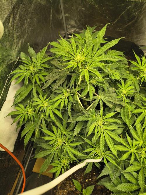 PM Auto. Week 6
