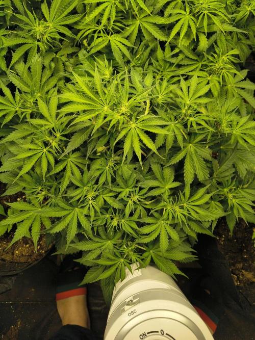 PM Auto. Week 6