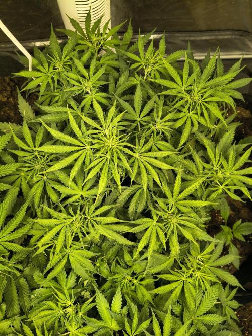 PM Auto. Week 6
