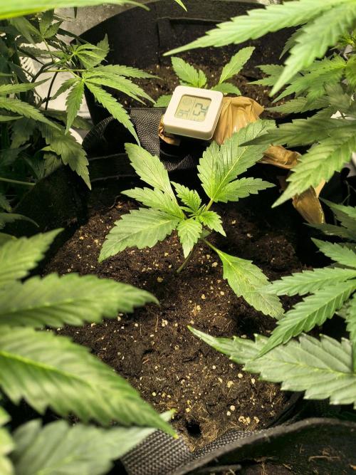 Banana Purple Punch , Gelato. Week 2