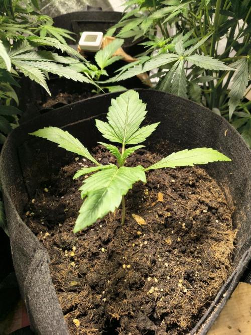 Banana Purple Punch , Gelato. Week 2