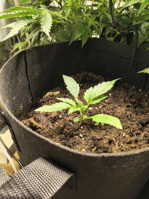 Banana Purple Punch , Gelato. Week 2