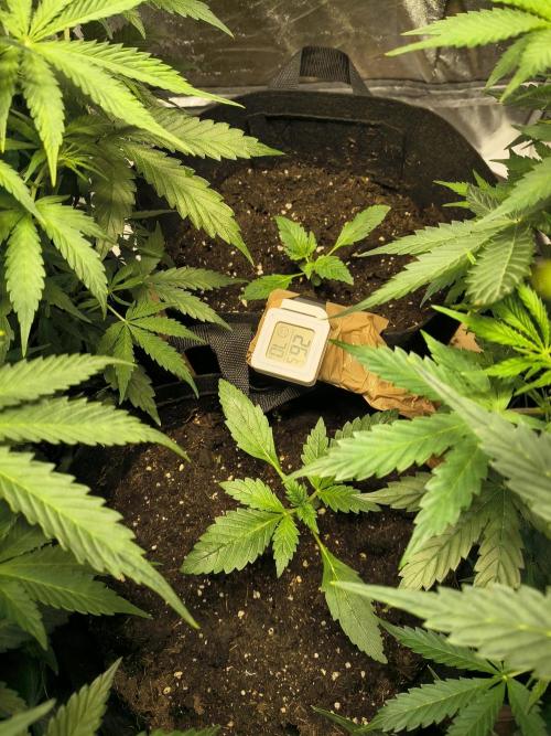 Banana Purple Punch , Gelato. Week 2