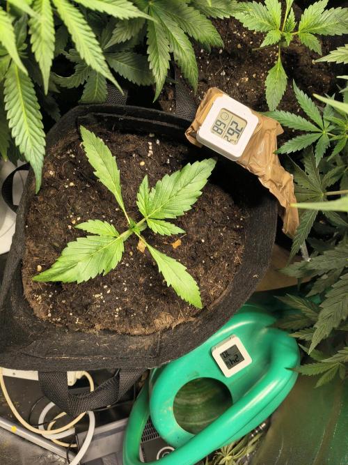 Banana Purple Punch , Gelato. Week 2