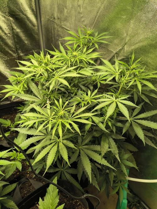 PM Auto. Week 6