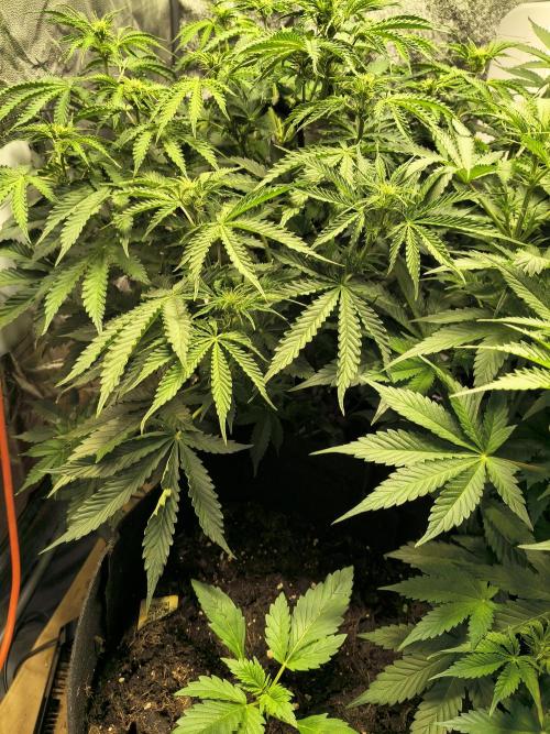 PM Auto. Week 6
