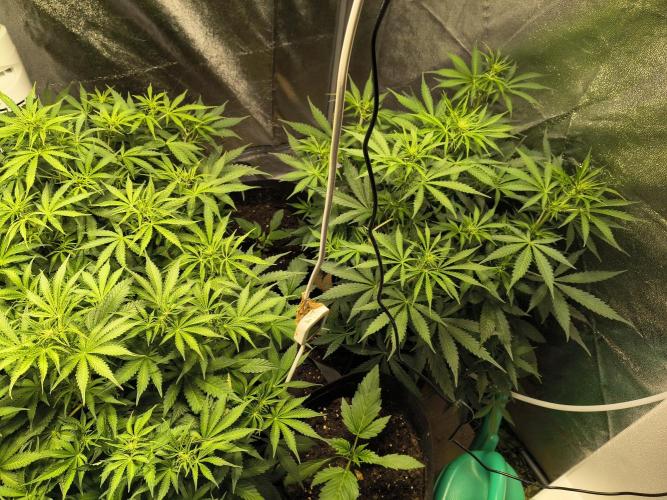 PM Auto. Week 6