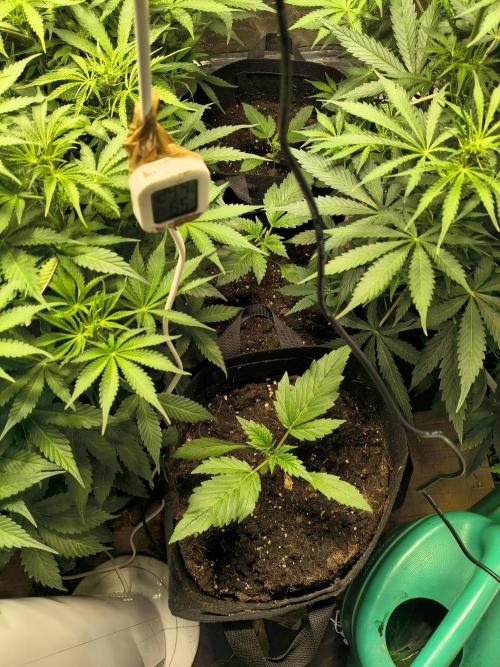 PM Auto. Week 6