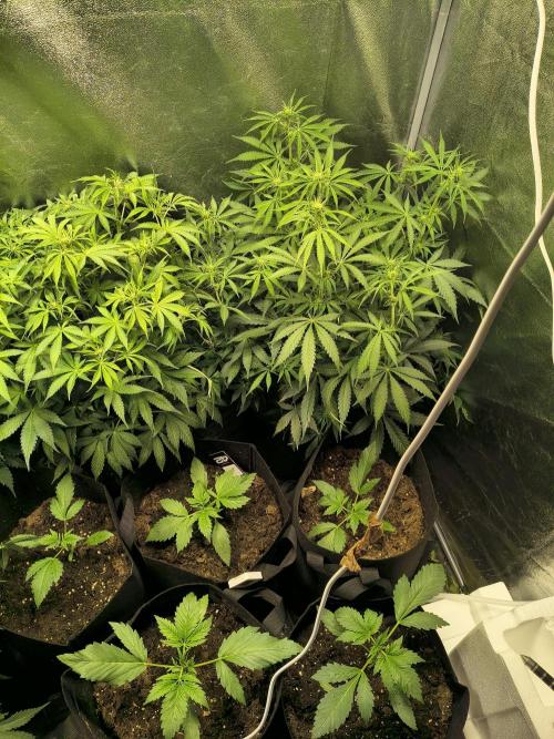 PM Auto. Week 6