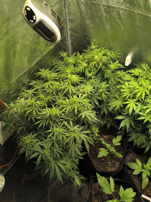 PM Auto. Week 6
