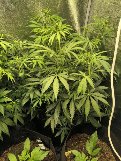 PM Auto. Week 6