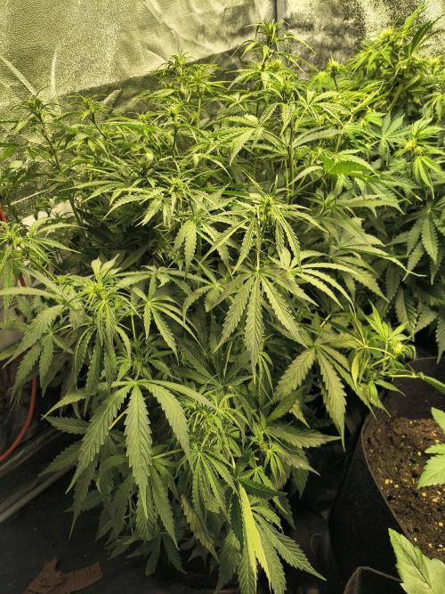 PM Auto. Week 6