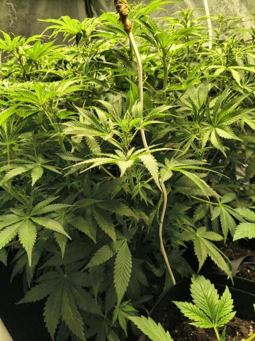 PM Auto. Week 6