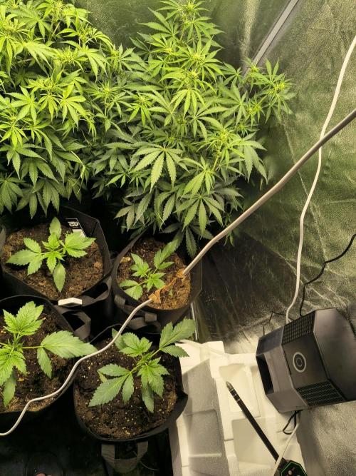 Banana Purple Punch , Gelato. Week 3