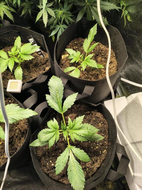 Banana Purple Punch , Gelato. Week 3