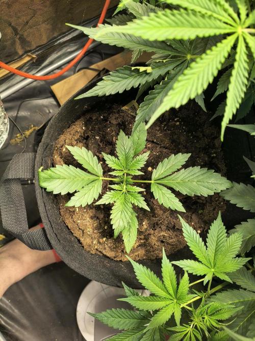 Banana Purple Punch , Gelato. Week 3