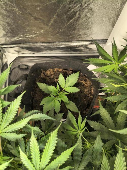 Banana Purple Punch , Gelato. Week 3