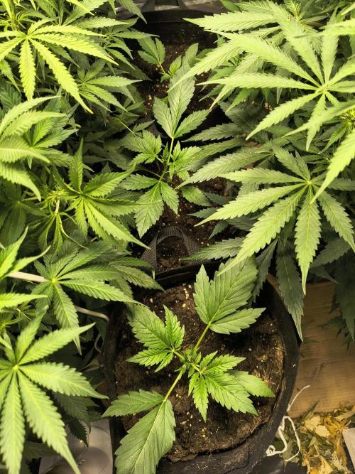 Banana Purple Punch , Gelato. Week 3