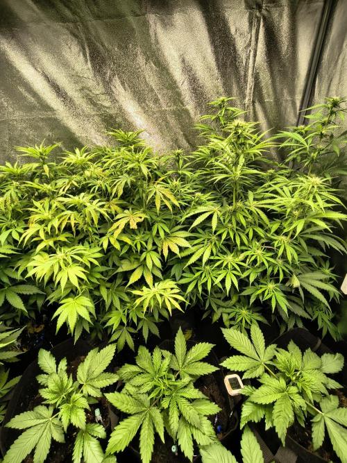 PM Auto. Week 6
