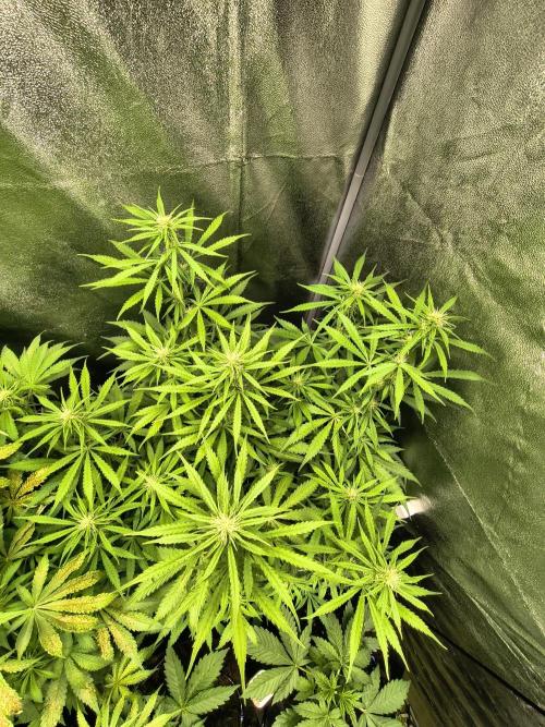 PM Auto. Week 6