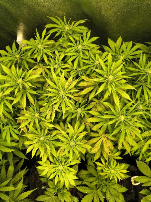 PM Auto. Week 6