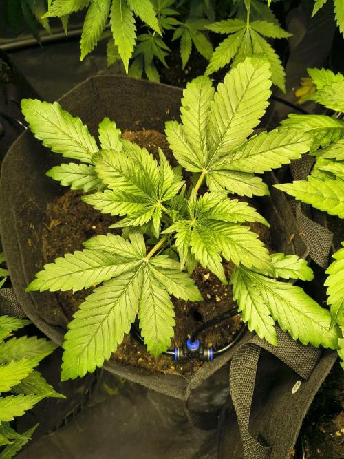 Banana Purple Punch , Gelato. Week 4