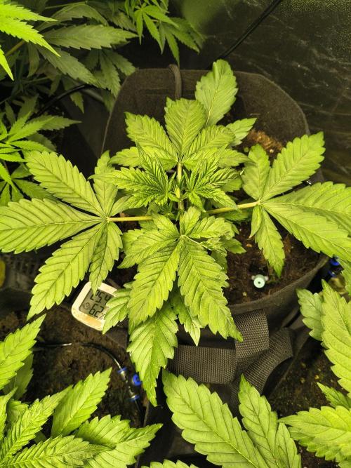 Banana Purple Punch , Gelato. Week 4